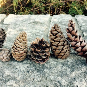 Natural Pinecones